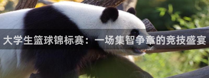  k1体育链接：大学生篮球锦标赛：一场集智争章的竞技盛宴